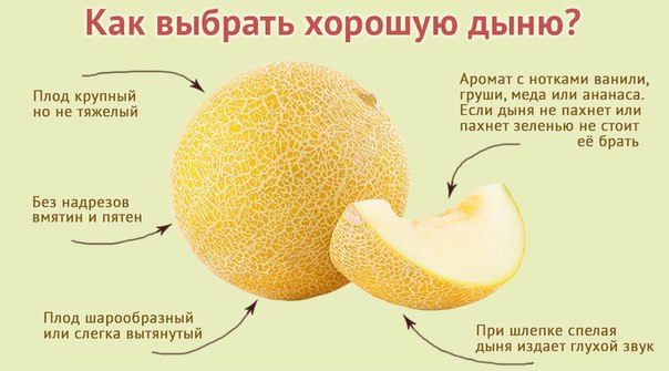 выбираем дыню выбираем дыню