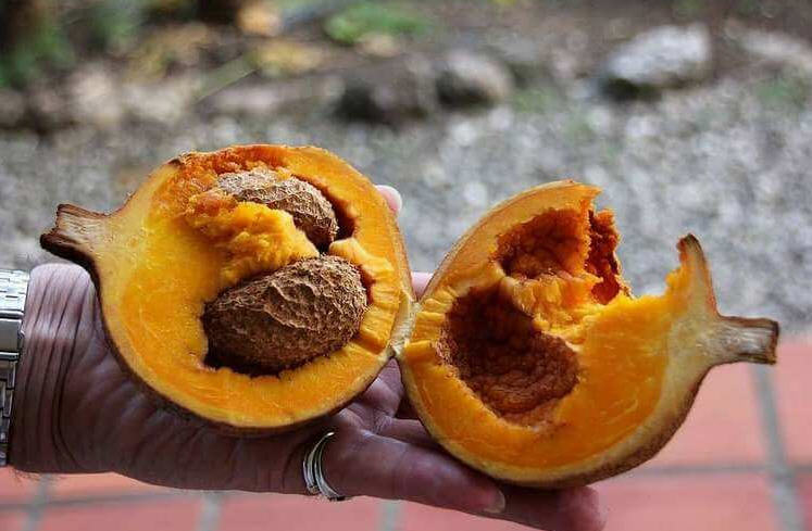 Мамея Мамея