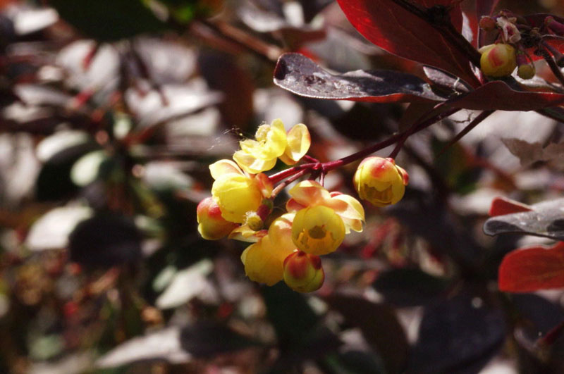 Барбарис оттавский (Berberis x ottawiensis) Барбарис оттавский (Berberis x ottawiensis)