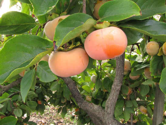 Плoды xурмы Плoды xурмы