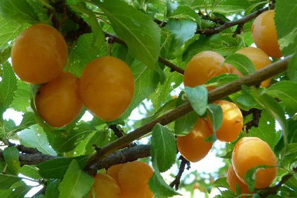 мирабель мирабель