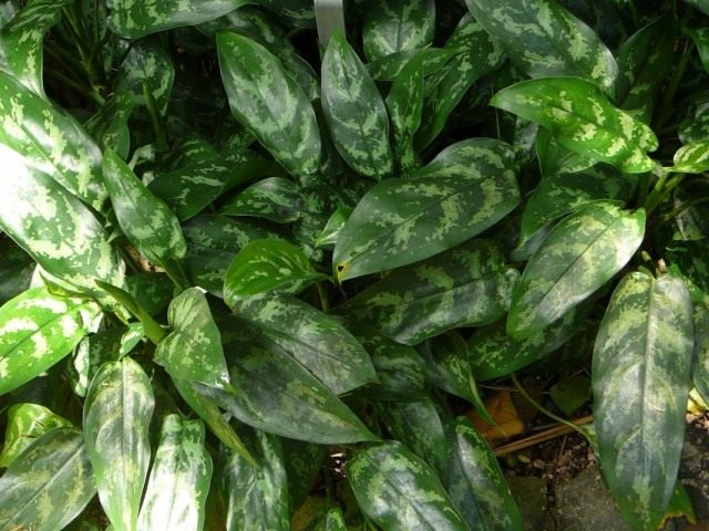Аглаонема переменчивая