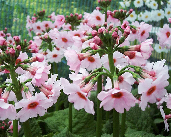 Японская примула