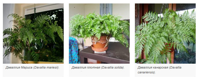 Даваллия