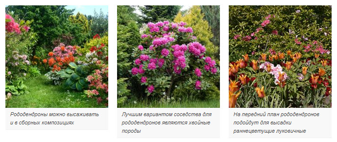 Рододендроны