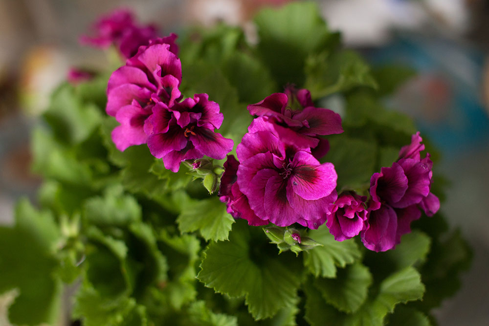 комнатные цветы