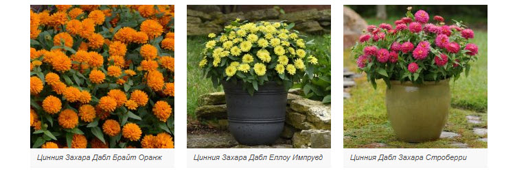 цинния