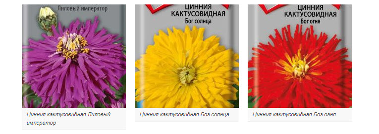 цинния