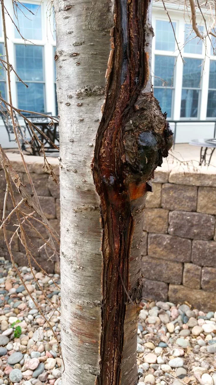 Морозобоина на плодовом дереве