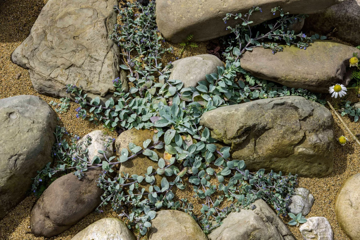 мертензия