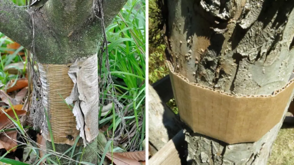 Оберните это вокруг деревьев — и гусеницы не поразят сад
