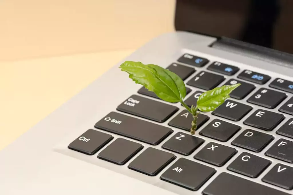 Как организовать продажи саженцев через Интернет